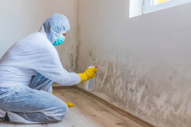 Licensed Black Mold Removal service in Harwood, MD - WQB Mold Removal