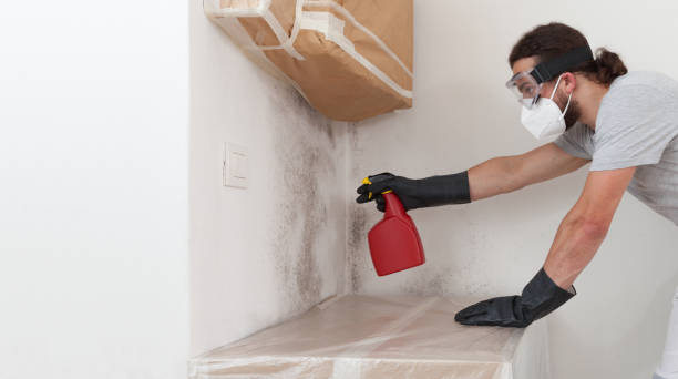 Professional Black Mold Removal technician working in Harwood, MD