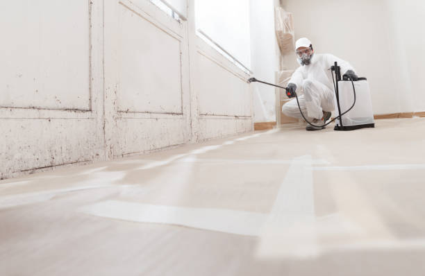 Trusted Black Mold Removal service in Harwood, MD - WQB Mold Removal