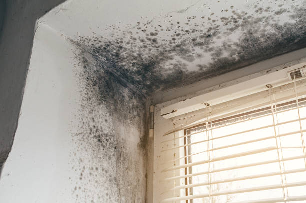 Affordable Black Mold Removal solutions in Harwood, MD